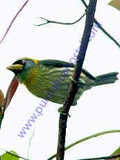 Red-headed Barbet Female