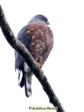 Double-toothed Kite