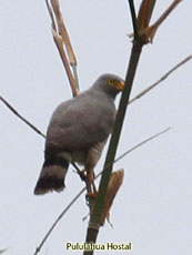 Roadside Hawk