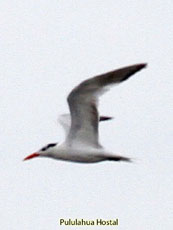 Royal Tern