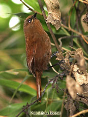 Rufous Wren Juvenile