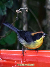 Rufous-naped Brush Finch