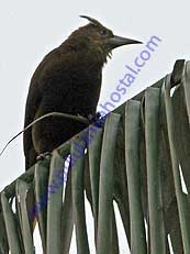 Russet-backed Oropendola