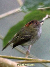 Scale-crested Pygmy-Tyrant