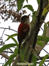 Scarlet-backed Woodpecker