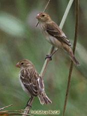 Finch SP