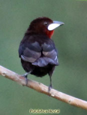 Silver-beaked Tanager