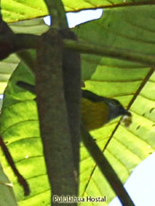 Silver-throated Tanager