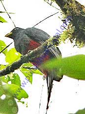 Choco Trogon