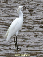 Snowy Egret