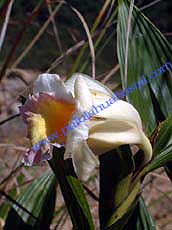 Sobralia setigera