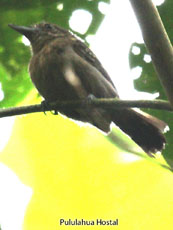 Spot-crowned Antvireo