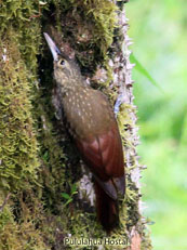 Spotted Woodcreeper_Xiphorhynchus erythoropygius