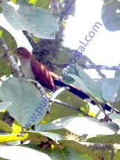 Squirrel-Cuckoo