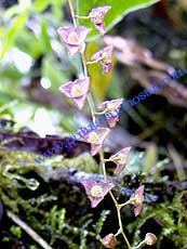 Stelis columnaris