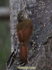 Streaked-headed Woodcreeper