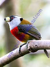 Toucan_Barbet