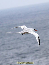 Tropicbird