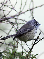 Tufted Tit-Tyrant