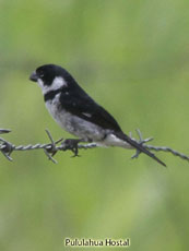 Varialble Seedeater