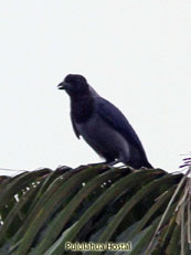 Violaceous Jay - Cyanocorax violaceus