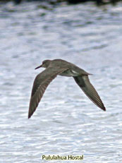 Wandering Tattler