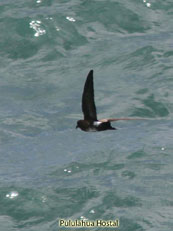 Wedge-rumped Storm-Petrel