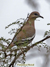 West Peruvian Dove