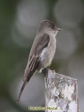 Western Wood Pewee