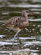 Whimbrel