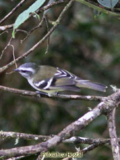 White-banded Tytanulet_Mecocerculus stictopterus