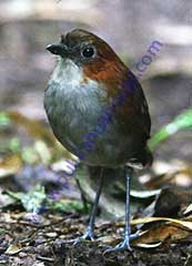 White-bellied Antpitta