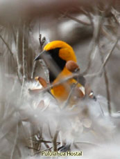 White-edged Oriole