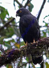 White-rumped Hawk