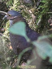 White-throated Quail-Dove