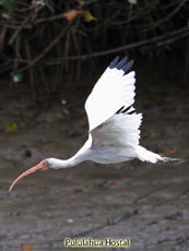 White Ibis