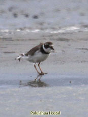 Wilsons Plover