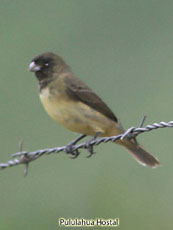 Yellow-bellied Seedeater