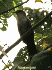 Squirrel Cuckoo